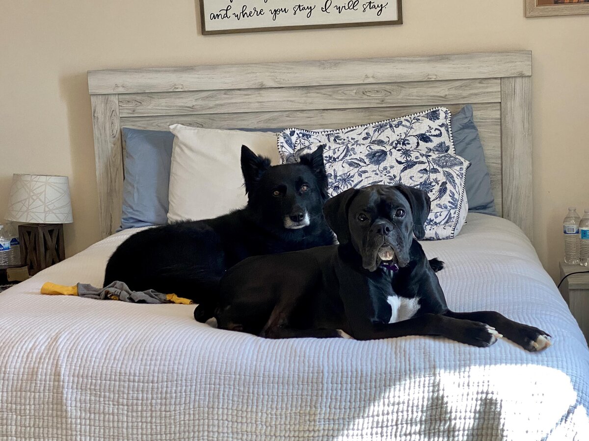 picture of my dogs